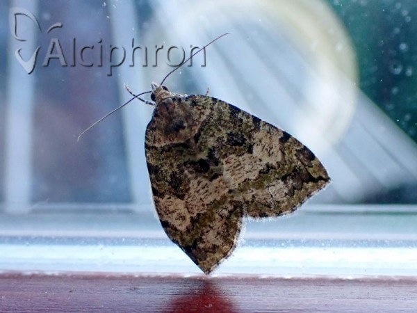 Hydriomena furcata