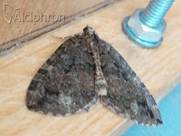 Hydriomena furcata