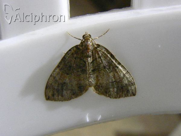 Hydriomena furcata