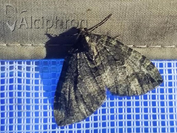 Hydriomena furcata