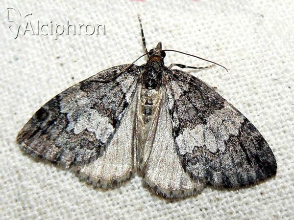 Hydriomena impluviata