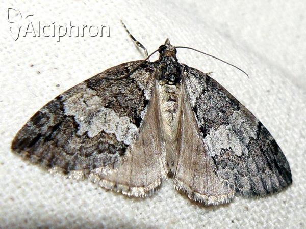 Hydriomena impluviata