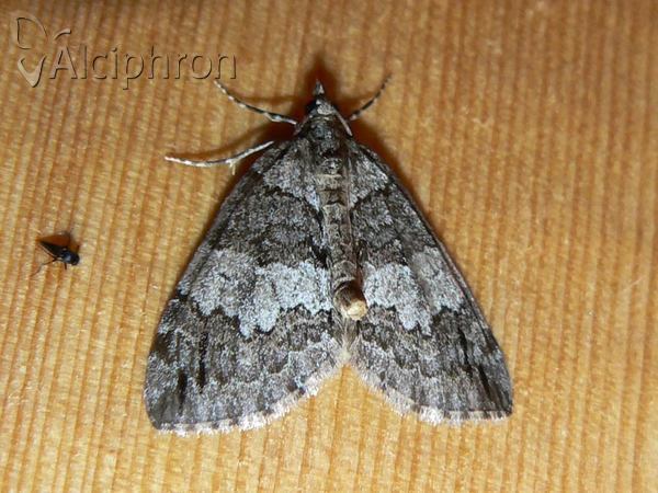 Hydriomena impluviata
