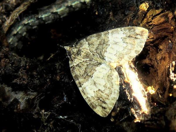 Hydriomena impluviata