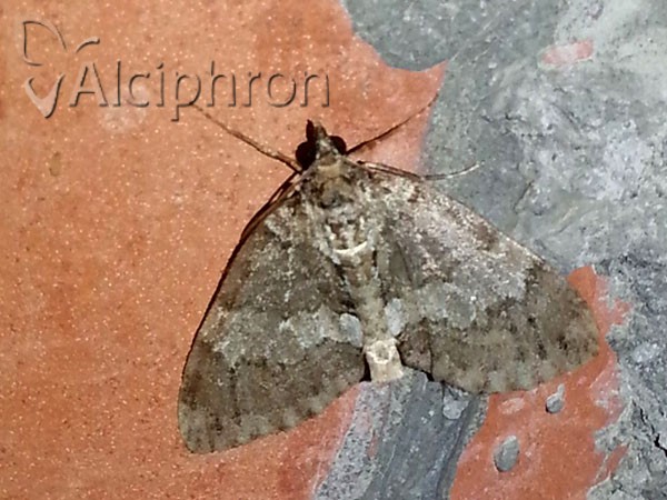 Hydriomena impluviata
