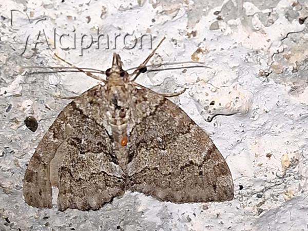 Hydriomena impluviata