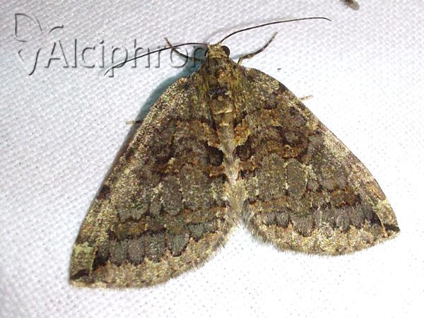 Hydriomena ruberata