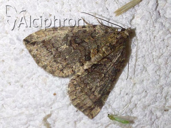 Hydriomena ruberata