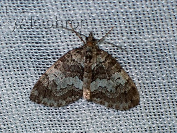 Hydriomena ruberata