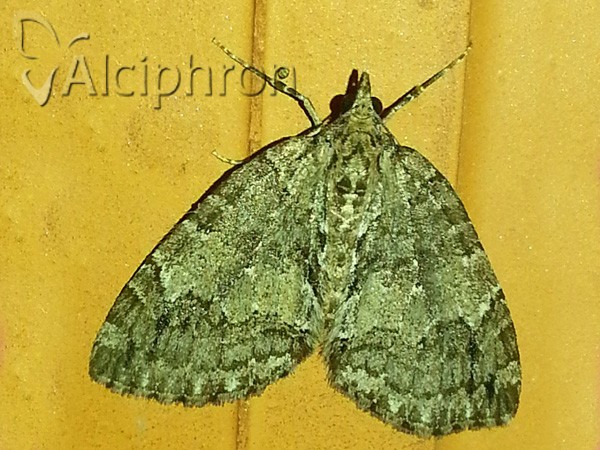 Hydriomena ruberata