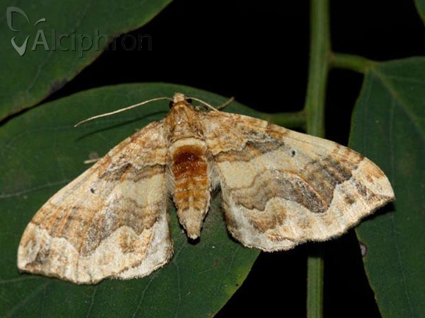 Pelurga comitata