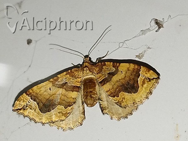 Pelurga comitata