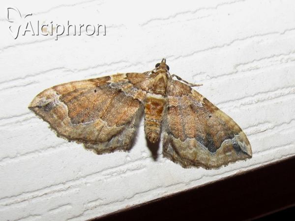 Pelurga comitata
