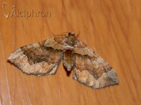Pelurga comitata