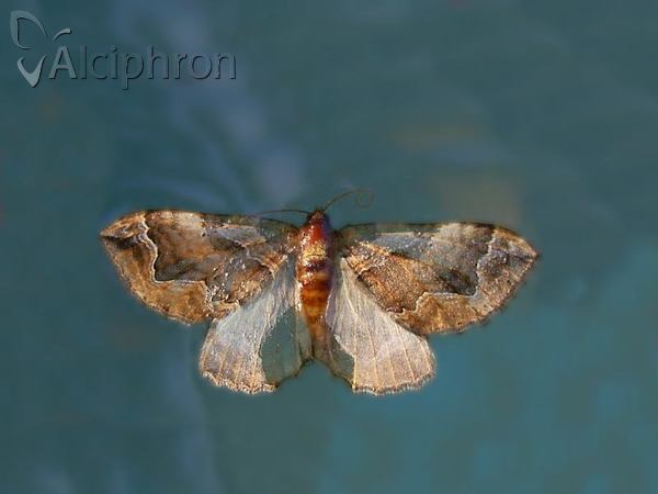 Pelurga comitata