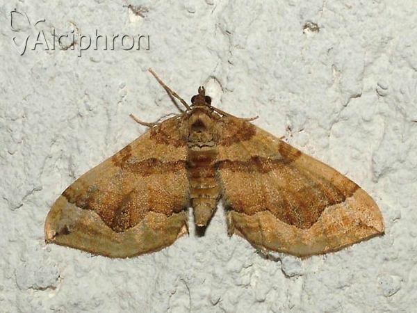Pelurga comitata