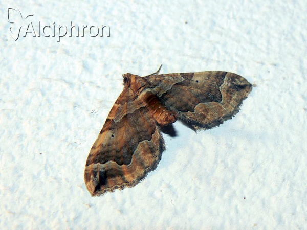Pelurga comitata
