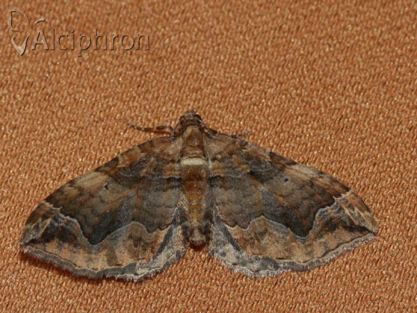 Pelurga comitata