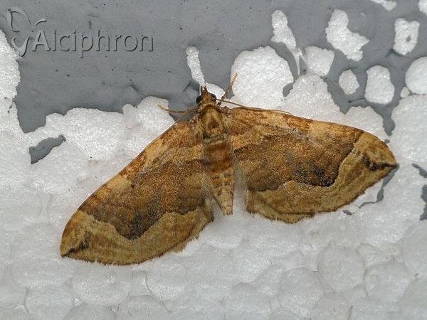 Pelurga comitata