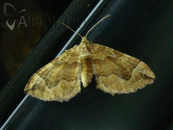 Pelurga comitata