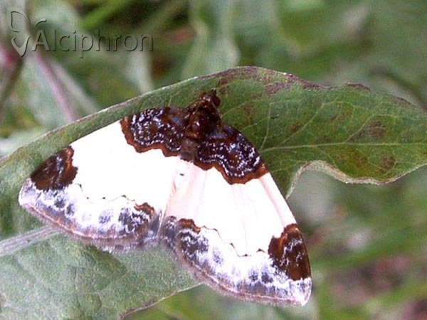 Mesoleuca albicillata