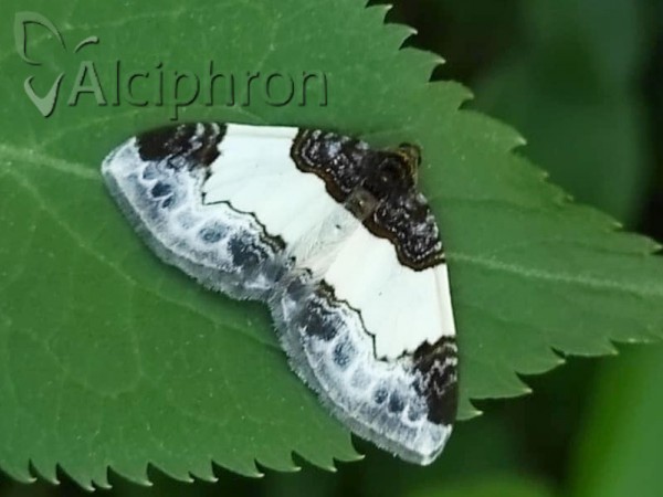Mesoleuca albicillata