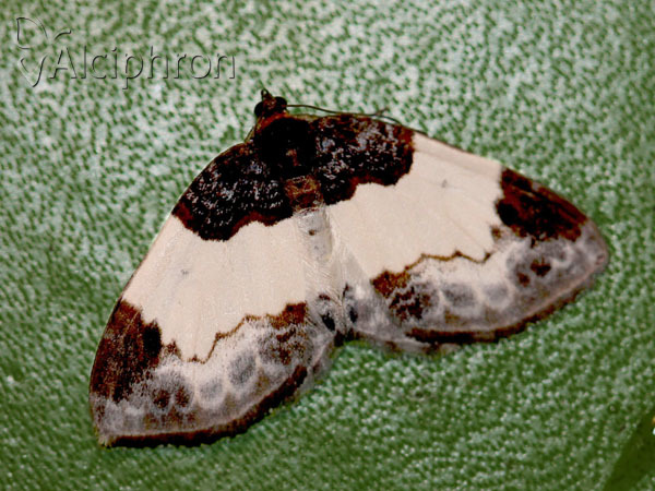 Mesoleuca albicillata
