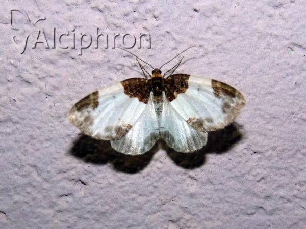 Mesoleuca albicillata