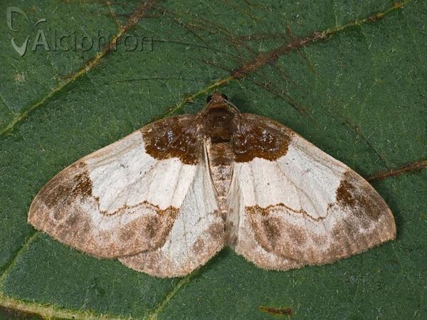 Mesoleuca albicillata