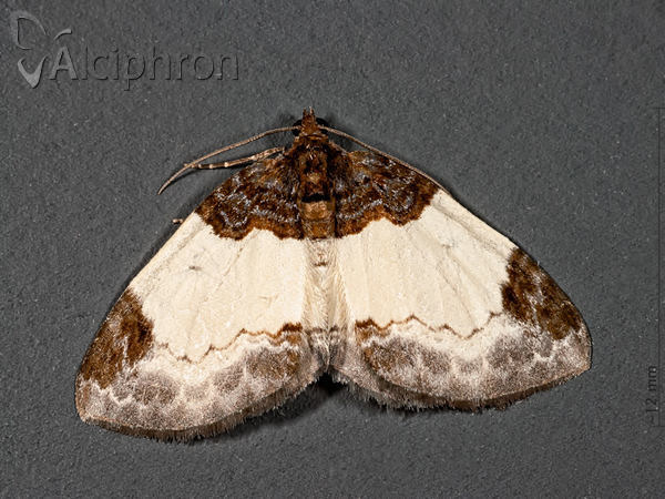 Mesoleuca albicillata