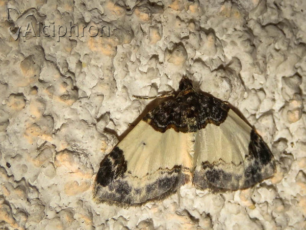 Mesoleuca albicillata