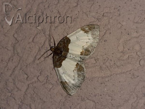 Mesoleuca albicillata