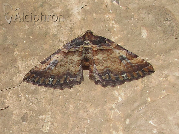 Earophila badiata