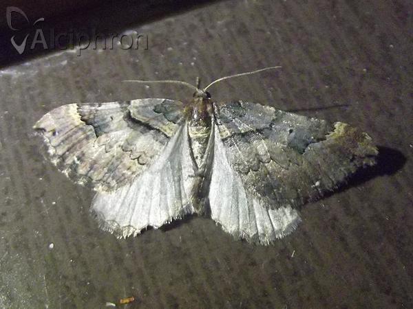 Earophila badiata