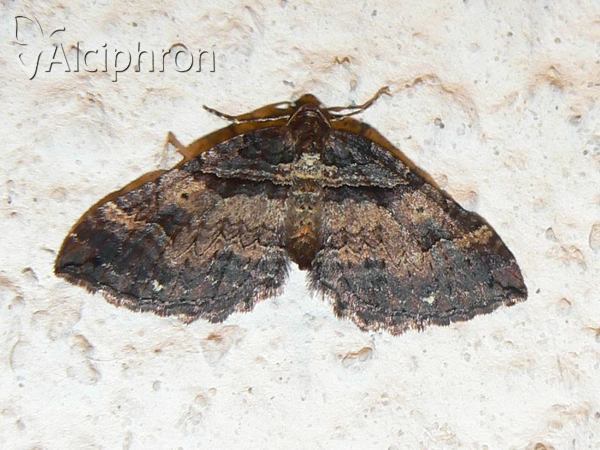 Earophila badiata