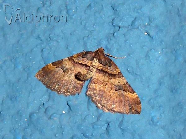 Earophila badiata