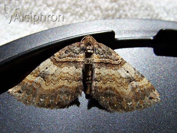 Earophila badiata