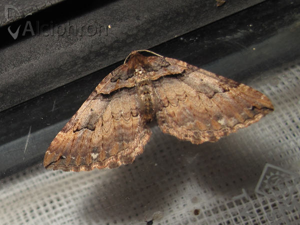 Earophila badiata