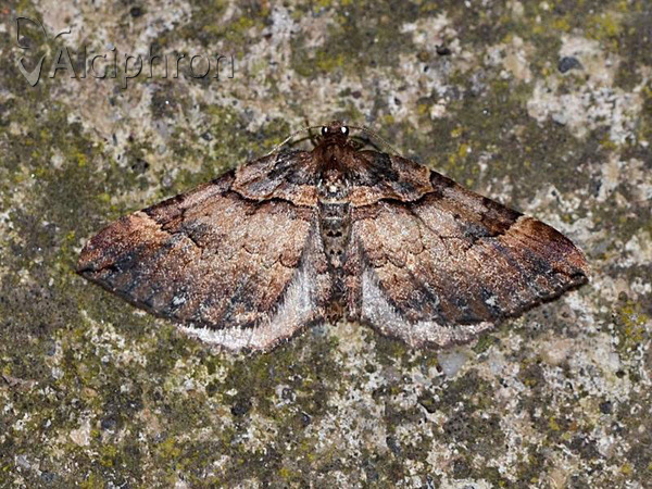 Earophila badiata