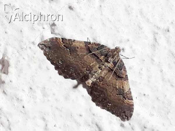 Earophila badiata