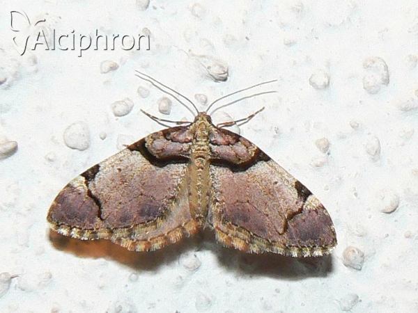 Anticlea derivata