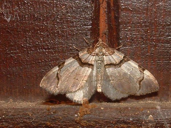 Anticlea derivata