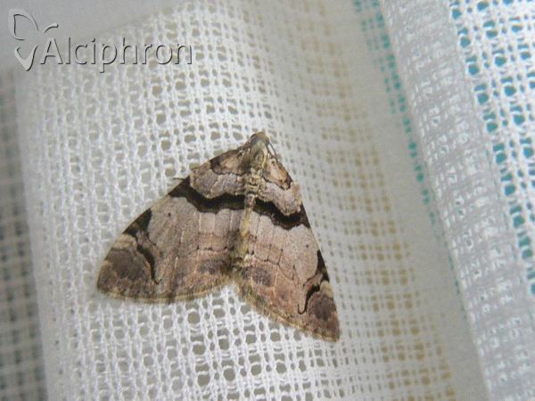 Anticlea derivata
