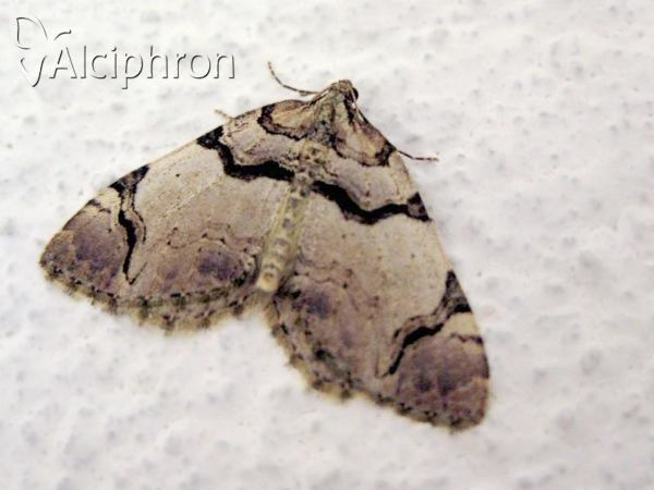 Anticlea derivata