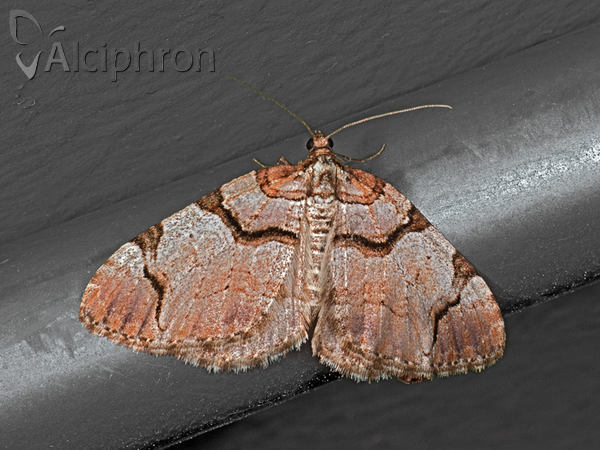 Anticlea derivata