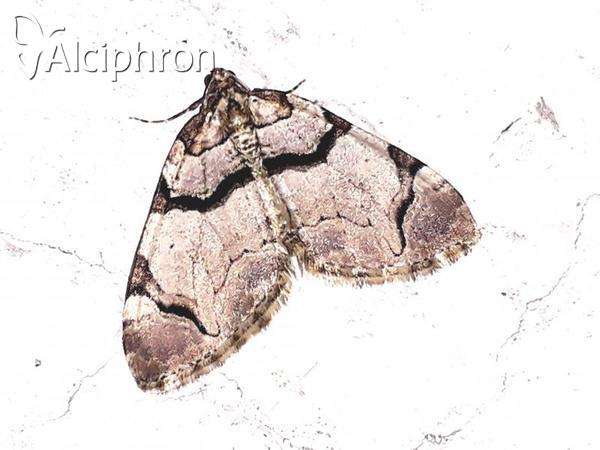 Anticlea derivata