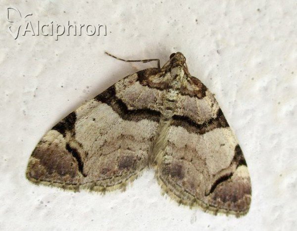 Anticlea derivata