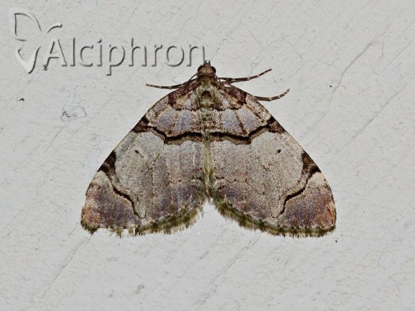 Anticlea derivata
