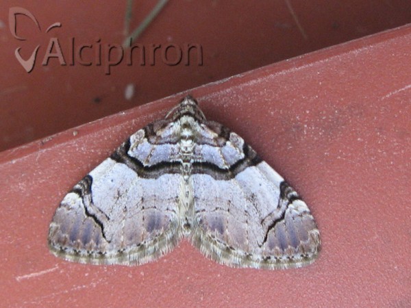 Anticlea derivata