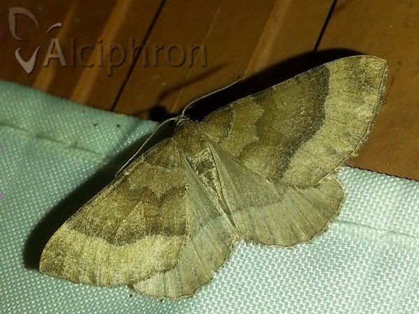Larentia clavaria